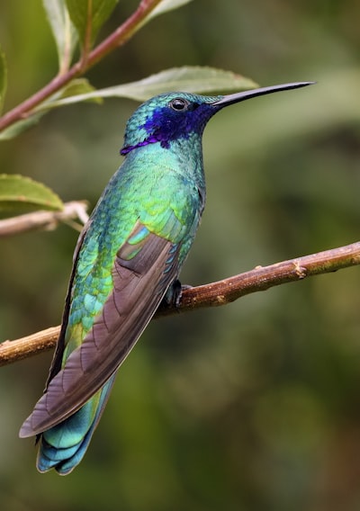 Oiseau coloré