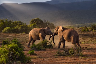 Éléphant