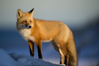 Renard roux