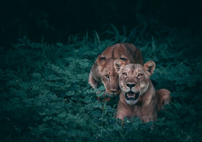 Lionnes
